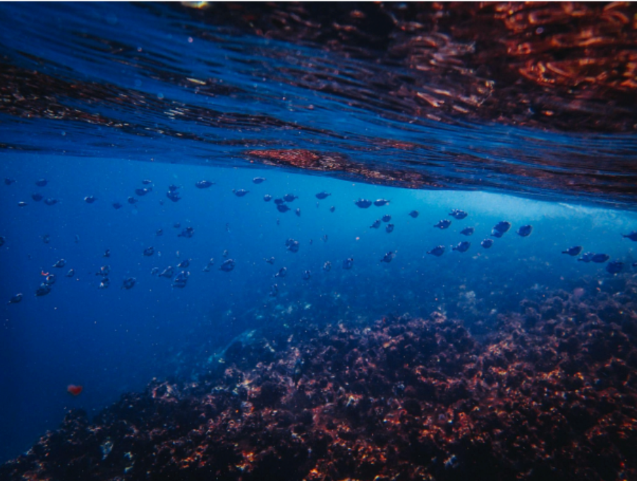 A importância da proteção da biodiversidade marinha nas operações portuárias