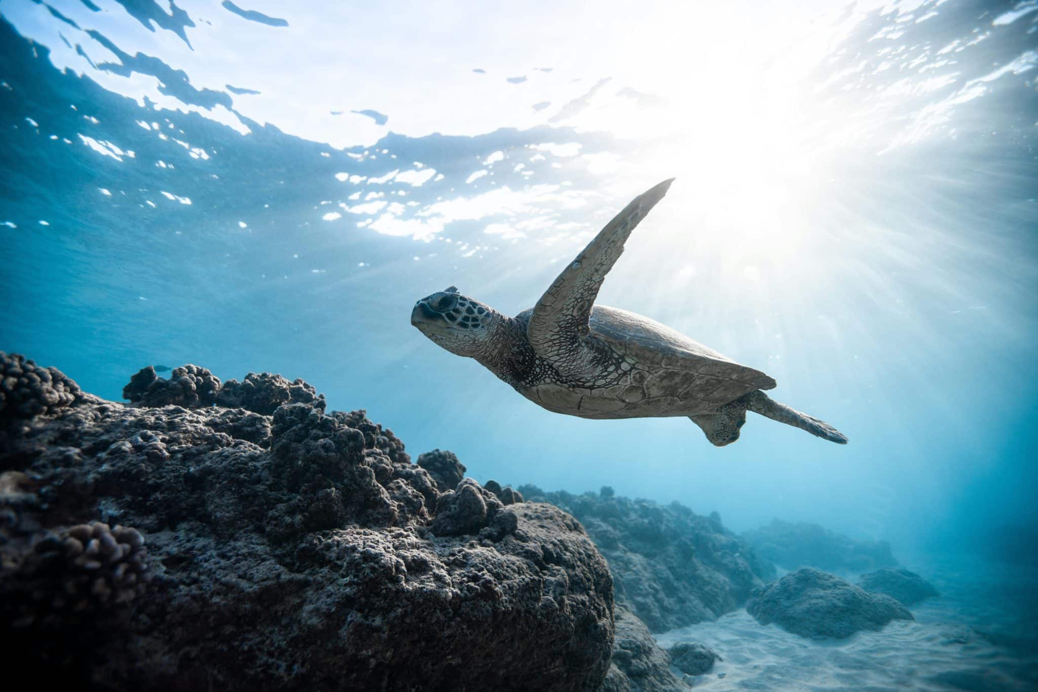 Economia Azul: por que o mar é central para o desenvolvimento sustentável do Brasil?